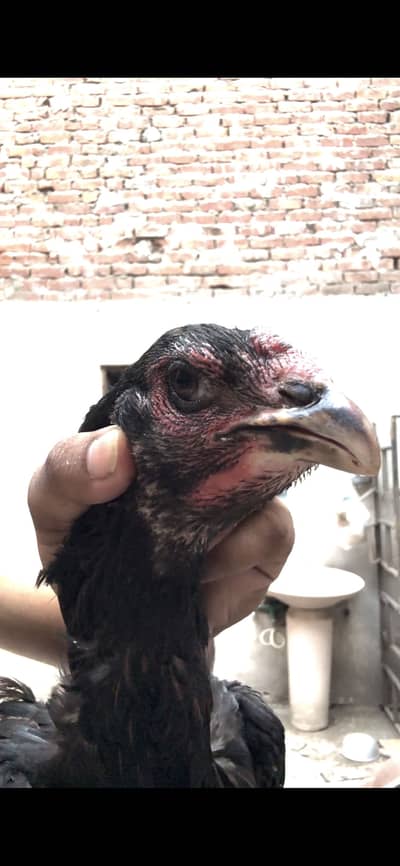 Thai Aseel Hen | Thai Aseel Murgi