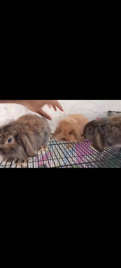 Holland lop