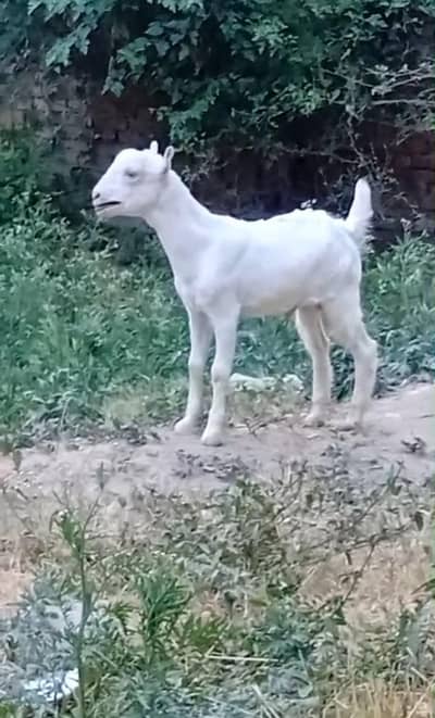 gulabi tedda male