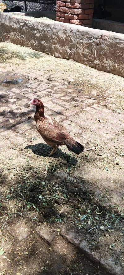 Premium Aseel Hen | Pure Breed | Badami Color | Contact for Details