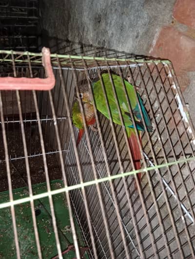 breeder pair