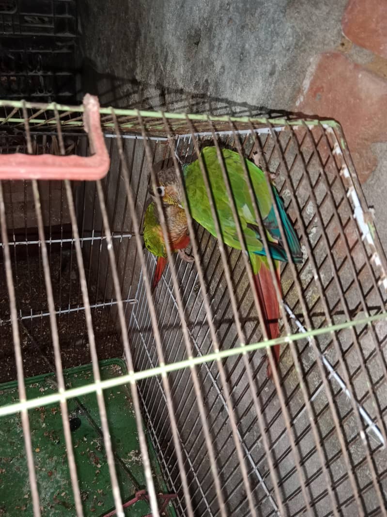 breeder pair 0