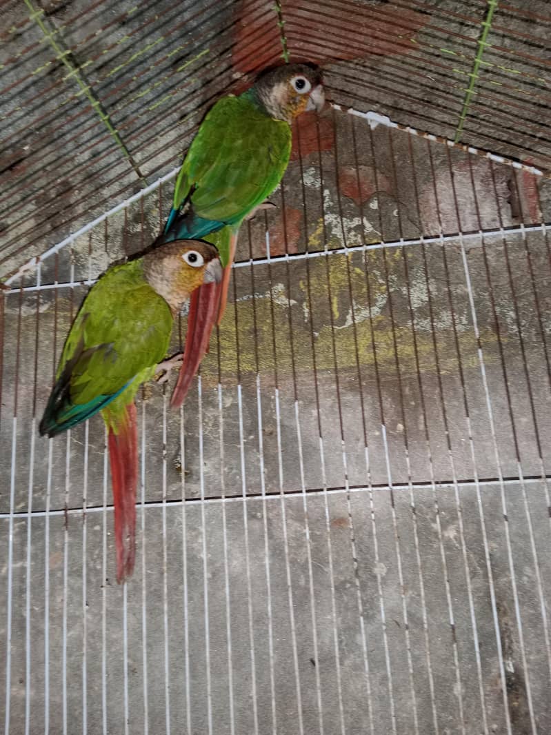 breeder pair 1