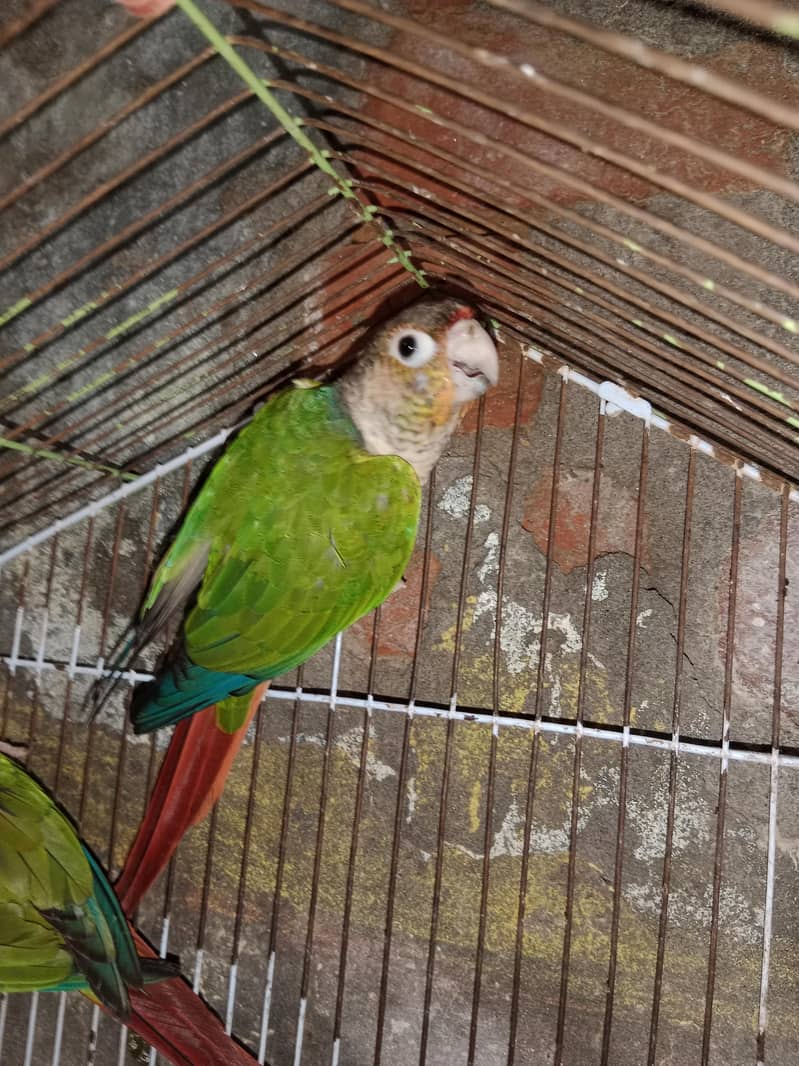 breeder pair 2