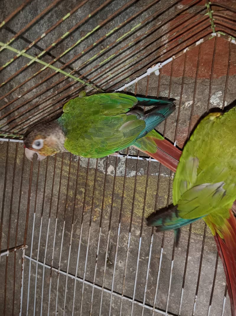 breeder pair 3
