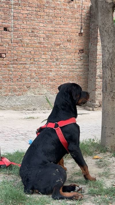Healthy Pure Breed Rottweiler Available