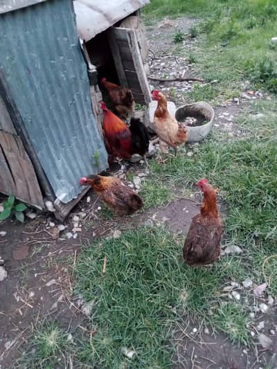 11 month ke ha urgent sale suba egg date