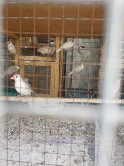 white java breeder's pairs available diamond pied dove red pied doves