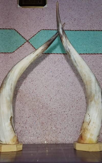 two African bull horns .