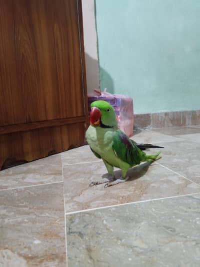 kashmiri raw parrot