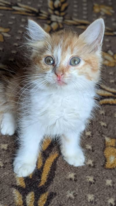 3 month baby kitten