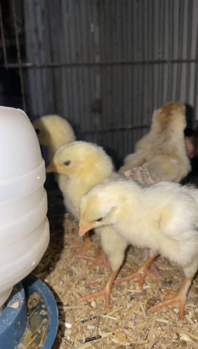 Aseel Chicks 0