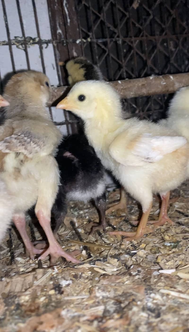 Aseel Chicks 1