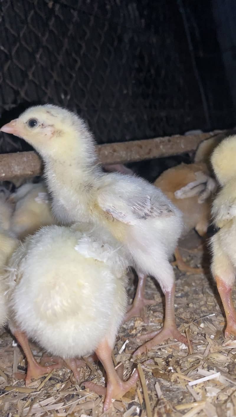 Aseel Chicks 2