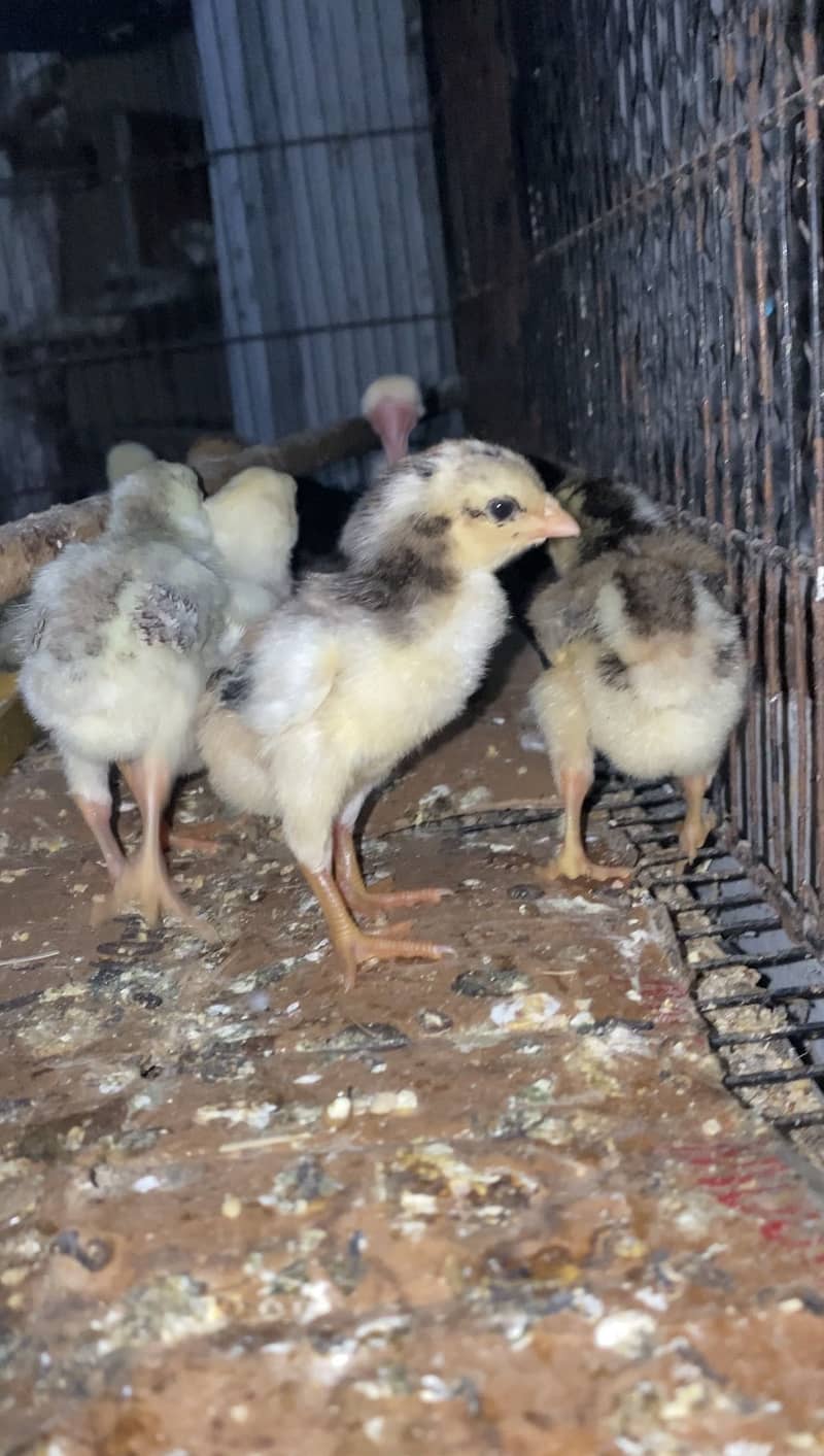 Aseel Chicks 3