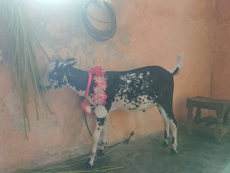 for sale 0