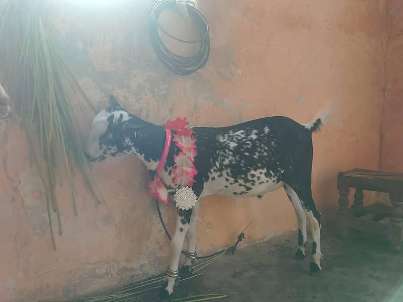 for sale 2