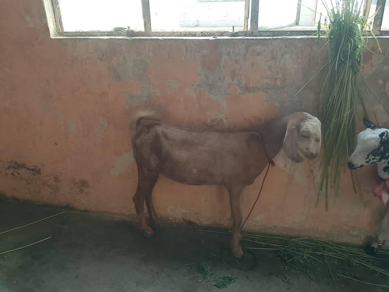 for sale 4