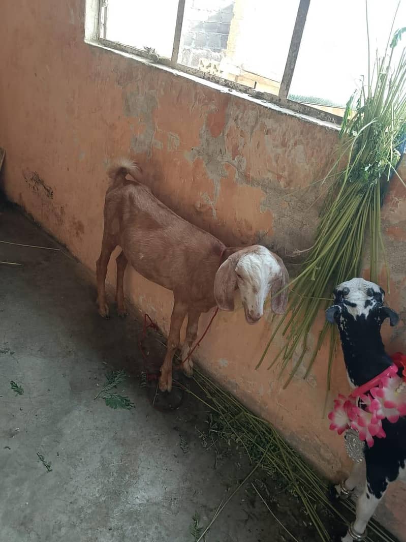 for sale 5