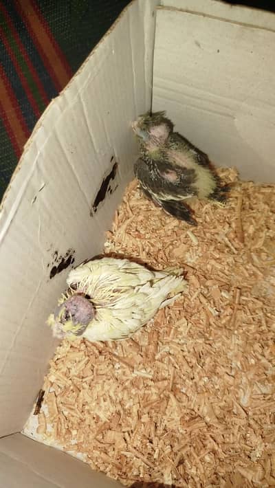 handfeed cockatiel baby