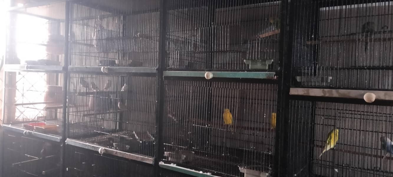 full iron cage 1