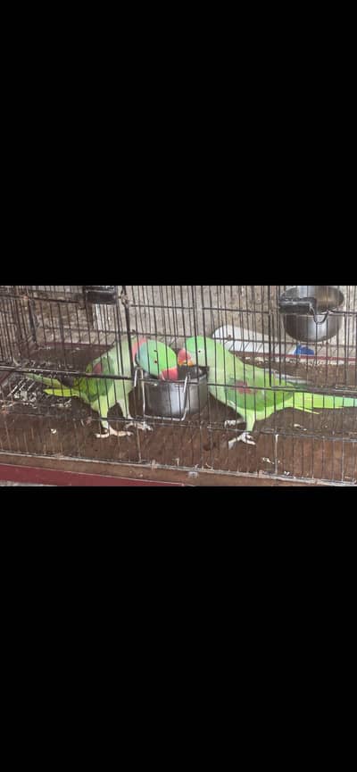 Raw Pair Parrot