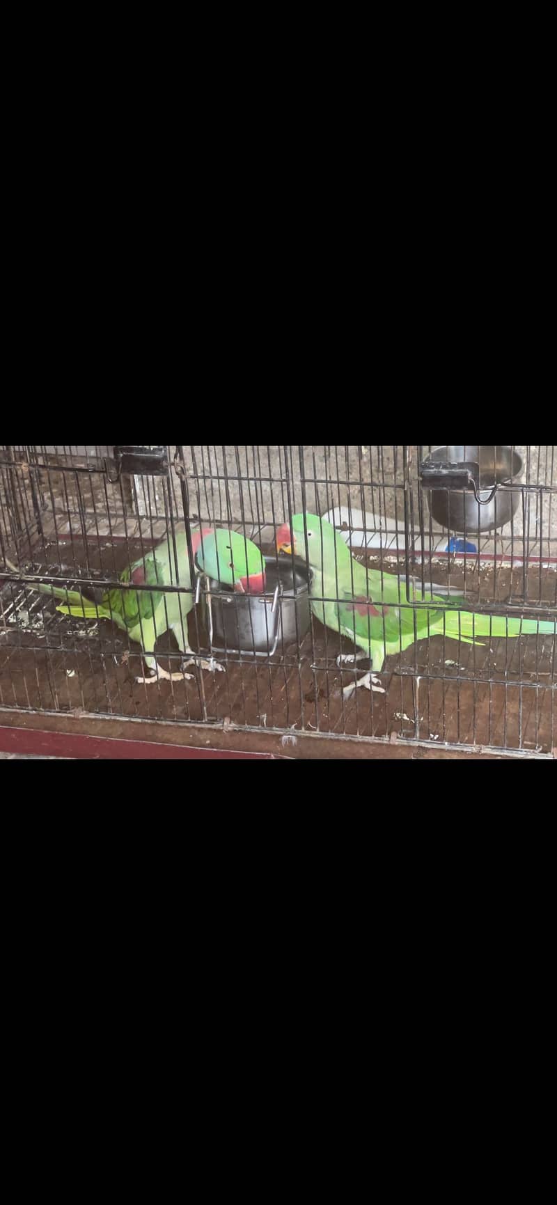 Raw Pair Parrot 1