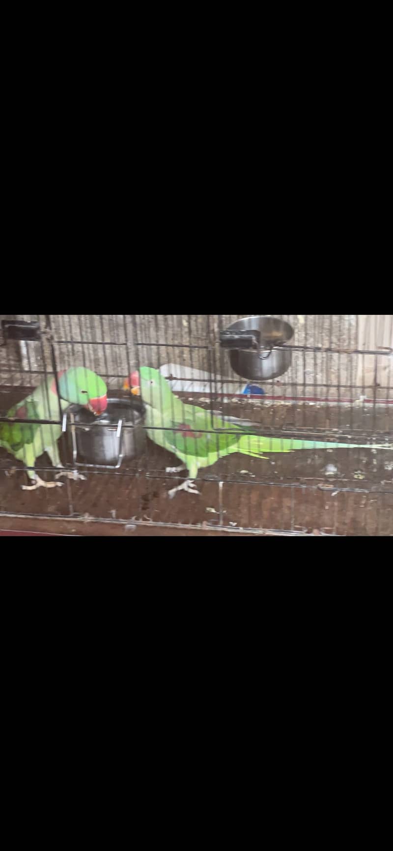 Raw Pair Parrot 2