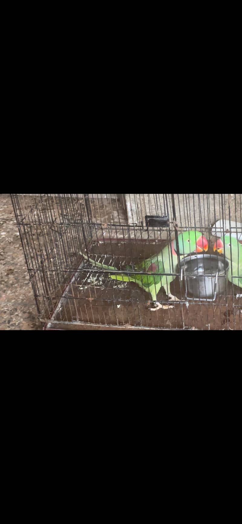 Raw Pair Parrot 3