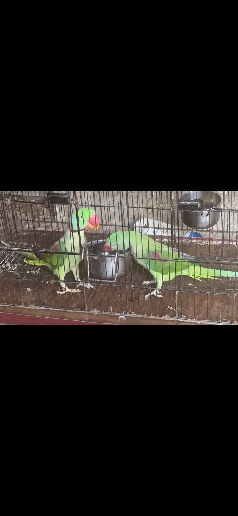 Raw Pair Parrot 4