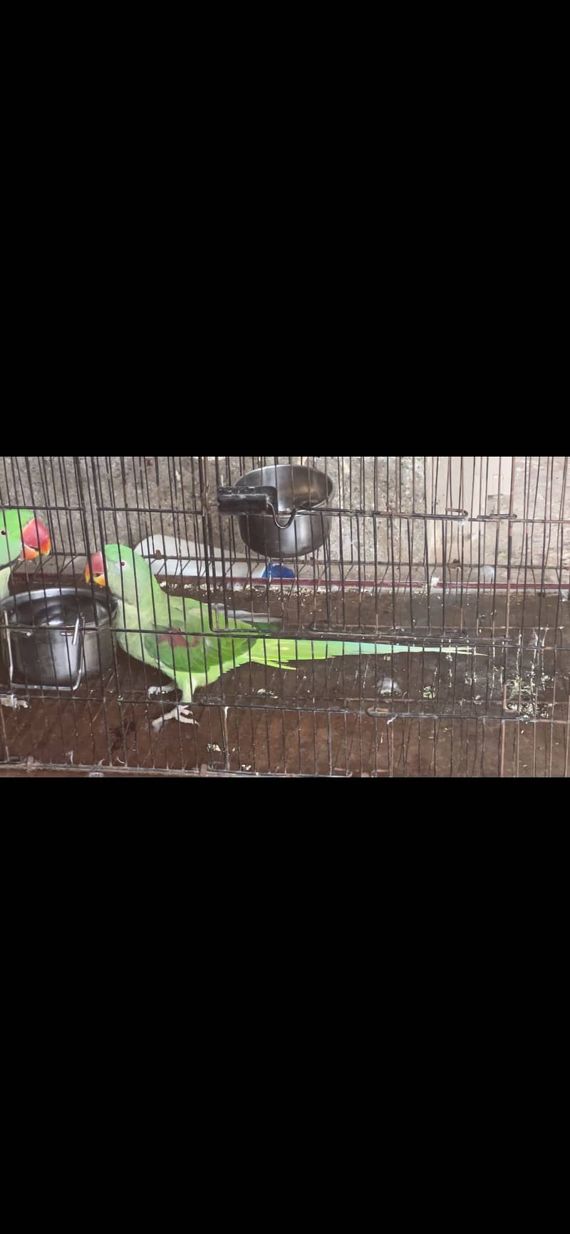 Raw Pair Parrot 5