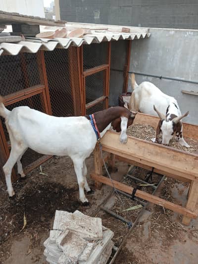 2 male bakre