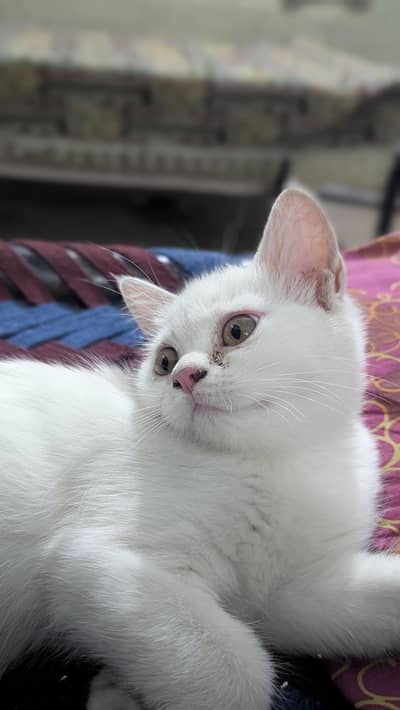 beautiful white female kitten Sami Punch face whstap 03188100399