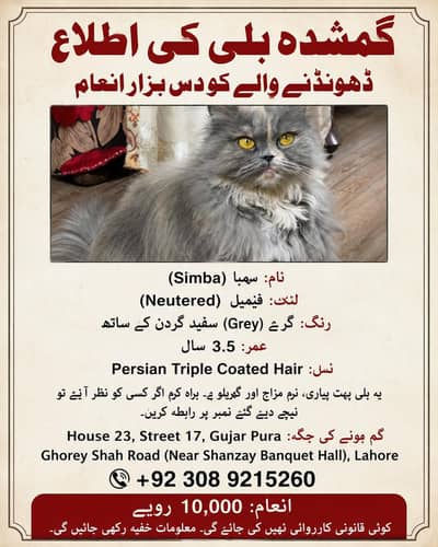 Missing Persian Female Cat (Simba) – Rs. 10,000 Reward | 03089215260