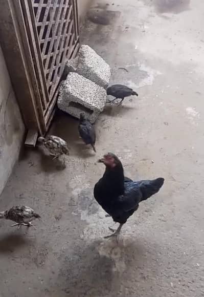 bareeder hen