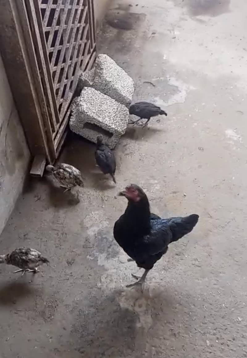 bareeder hen 0