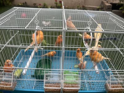 male female canaries water slager and mozaiq yellow