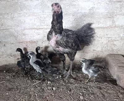 Dragon Black skin Chicks