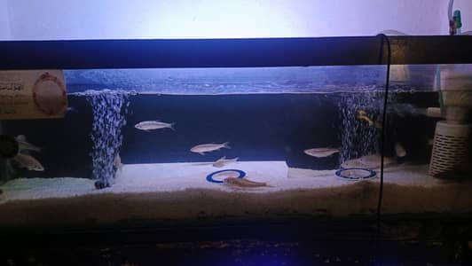 Aquarium Wiith Fish For Urgent Sale