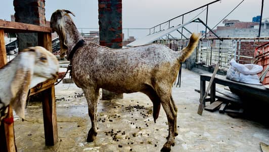 Makhee cheeni Bakri