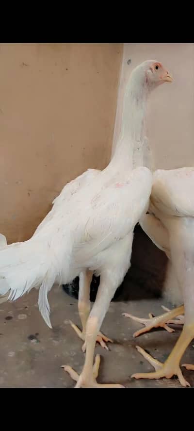 Long Hight Shamo quality birds