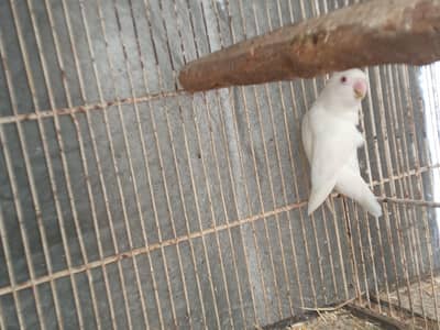 Albino Red Eye.