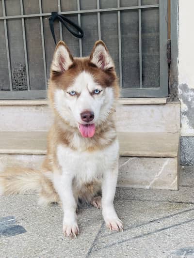 Siberian husky blue eyes female for sale