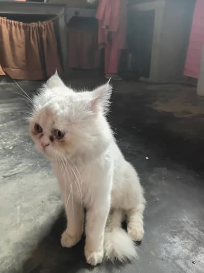 Home cat