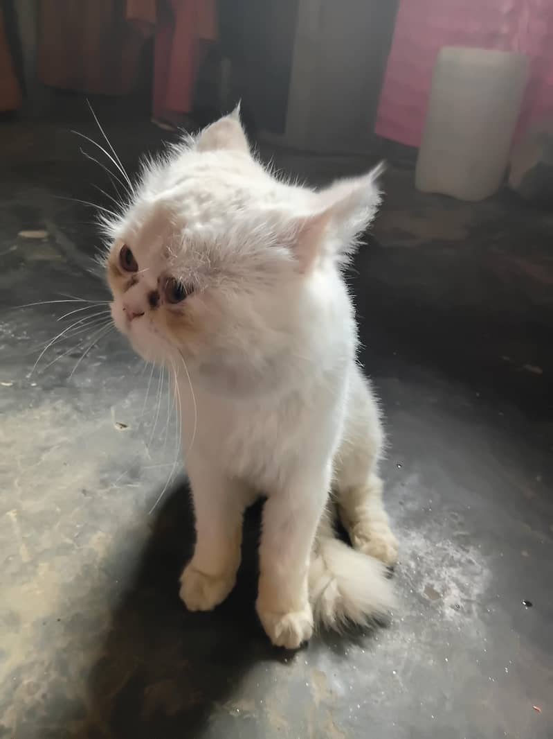 Home cat 1