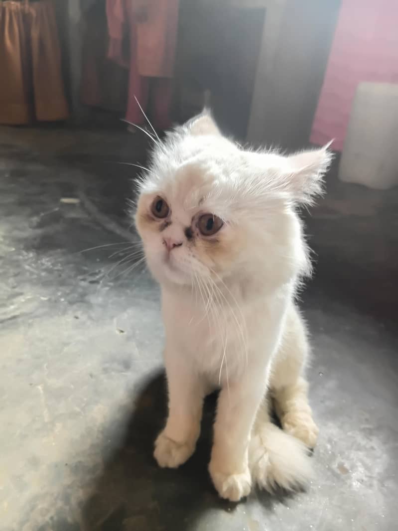 Home cat 2