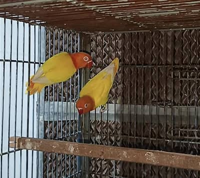 Lutino Opline Pair