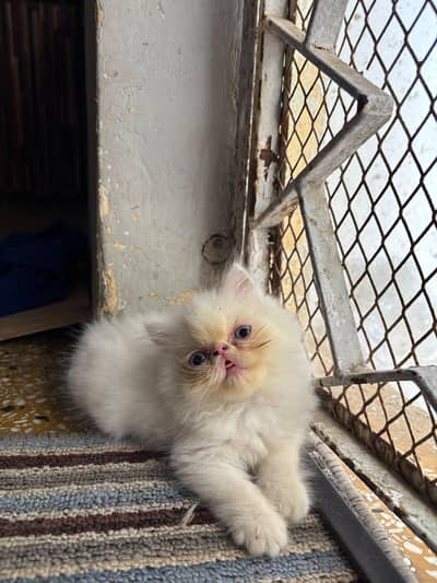 peki Persian kitten