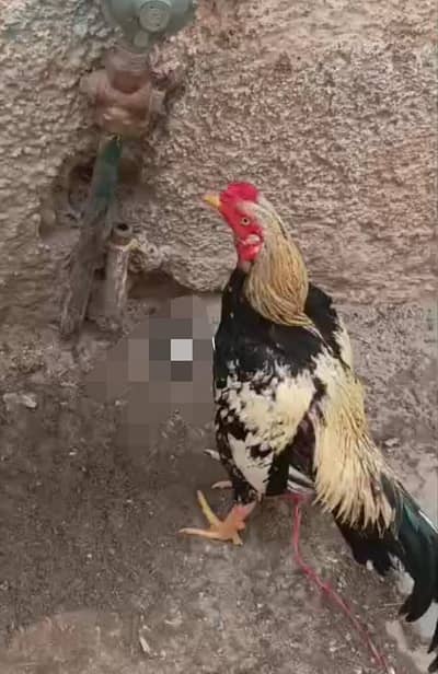 Aseel Jawa murga harjant sell Karna ha