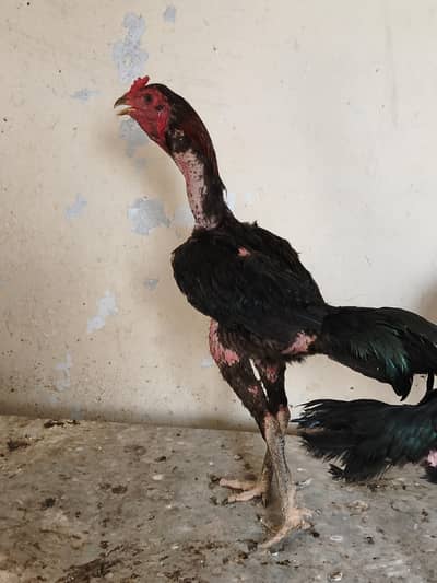 Thai pokoya chicks available